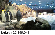 Королевские пингвины в пингвинариуме. Зоопарк Лоро (Loro). Пуэрто де ла Круз (Puerto de la Cruz), Тенерифе, Канарские острова, Испания (2016 год). Стоковое видео, видеограф Кекяляйнен Андрей / Фотобанк Лори