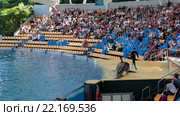 Касатка приветствует зрителей хвостом. Орка шоу (Orca show), выступление касаток в Лоро-парке, Тенерифе, Канарские острова, Испания (2016 год). Редакционное видео, видеограф Кекяляйнен Андрей / Фотобанк Лори