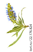 Echium callithyrsum, огуречник аптечный на белом фоне. Стоковое фото, фотограф Tamara Kulikova / Фотобанк Лори