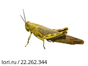 Саранча Locusta migratoria, изолировано на белом фоне. Стоковое фото, фотограф Инна Грязнова / Фотобанк Лори