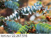 Closeup of Eucalyptus krueseana leaves. Стоковое фото, фотограф Яков Филимонов / Фотобанк Лори