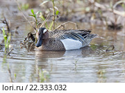 Чирок-трескунок. Garganey (Anas querquedula). Стоковое фото, фотограф Василий Вишневский / Фотобанк Лори