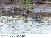 Чирок-трескунок. Garganey (Anas querquedula). Стоковое фото, фотограф Василий Вишневский / Фотобанк Лори