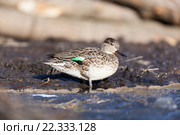 Чирок-свистунок. Common Teal (Anas crecca) Стоковое фото, фотограф Василий Вишневский / Фотобанк Лори
