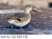 Чирок-свистунок. Common Teal (Anas crecca) Стоковое фото, фотограф Василий Вишневский / Фотобанк Лори
