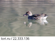 Чирок-свистунок. Common Teal (Anas crecca) Стоковое фото, фотограф Василий Вишневский / Фотобанк Лори
