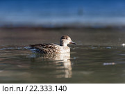 Чирок-свистунок. Common Teal (Anas crecca) Стоковое фото, фотограф Василий Вишневский / Фотобанк Лори