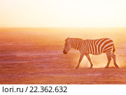 Одна Зебра гуляет на закате, Амбосели, Африка. Стоковое фото, фотограф Сергей Новиков / Фотобанк Лори