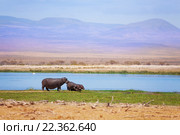 Бегемот с детенышами в Амбосели. Стоковое фото, фотограф Сергей Новиков / Фотобанк Лори