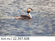 Поганка большая. Great Crested Grebe (Podiceps cristatus). Стоковое фото, фотограф Василий Вишневский / Фотобанк Лори