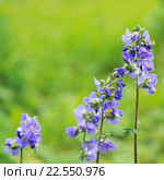 Цветок Синюха. Polemonium caucasicum. Стоковое фото, фотограф Мурина Ольга / Фотобанк Лори