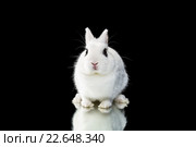 Белый декоративный кролик на черном фоне. Стоковое фото, фотограф Наталья Ляйс / Фотобанк Лори