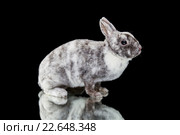 Пятнистый декоративный кролик на черном фоне. Стоковое фото, фотограф Наталья Ляйс / Фотобанк Лори