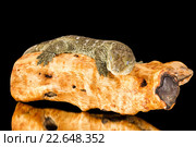 Гигантский геккон-бананоед  Rhacodactylus leachianus. Стоковое фото, фотограф Наталья Ляйс / Фотобанк Лори