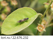 Львинка (лат. Stratiomyidae) в капельках росы на листе ирги. Стоковое фото, фотограф Наталья Гармашева / Фотобанк Лори