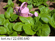 Молодой кочанный салат и розовая лейка. Стоковое фото, фотограф Наталия Шевченко / Фотобанк Лори