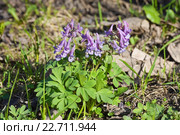 Хохлатка плотная (Corydalis solida) Стоковое фото, фотограф Алёшина Оксана / Фотобанк Лори