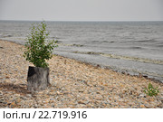 Жажда жизни. Стоковое фото, фотограф Шулепова Мария / Фотобанк Лори