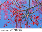 Брахихитон (Brachychiton acerifolius) Стоковое фото, фотограф Tamara Kulikova / Фотобанк Лори