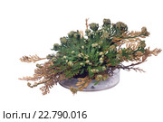 Селагинелла чешуелистная (Selaginella lepidophylla) оживает. Через 9 часов после полива. Изолировано на белом фоне. Стоковое фото, фотограф Ирина Кожемякина / Фотобанк Лори