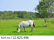 Белый конь. Стоковое фото, фотограф Шулепова Мария / Фотобанк Лори