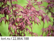 Клен дланевидный  "Bloodgood" (Acer palmatum (Thunb.) Thunb.), саженец. Стоковое фото, фотограф Ирина Борсученко / Фотобанк Лори