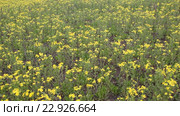 Крестовник весенний (Senecio vernalis Waldst) на заброшенном поле. Стоковое видео, видеограф Олег Хархан / Фотобанк Лори
