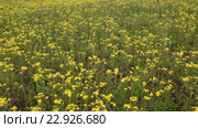 Крестовник весенний (Senecio vernalis Waldst) на заброшенном поле. Стоковое видео, видеограф Олег Хархан / Фотобанк Лори