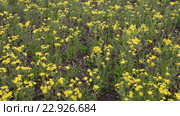 Крестовник весенний (Senecio vernalis Waldst) на поле. Стоковое видео, видеограф Олег Хархан / Фотобанк Лори