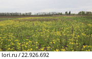 Крестовник весенний (Senecio vernalis Waldst) на заброшенном поле. Стоковое видео, видеограф Олег Хархан / Фотобанк Лори