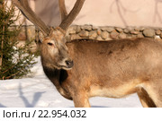 Олень Давида, самец (милу, Elaphurus davidianus) (2016 год). Стоковое фото, фотограф Щеголева Ольга / Фотобанк Лори