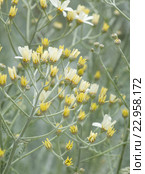 Эндемическая флора острова Гран Канария. Пижма, Tanacetum ptarmiciflorum. Стоковое фото, фотограф Tamara Kulikova / Фотобанк Лори