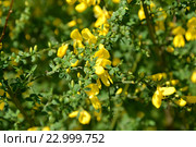 Цветущий дрок испанский (Метельник прутьевидный) (Spartium junceum L.) Стоковое фото, фотограф Ирина Борсученко / Фотобанк Лори