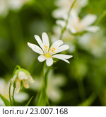Звездчатка лесная, или дубравная (лат. Stellaria nemorum) крупно. Стоковое фото, фотограф Игорь Низов / Фотобанк Лори