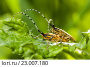 Два жука дровосека размножаются сидя на листке. Стоковое фото, фотограф Игорь Низов / Фотобанк Лори