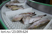 Предприятие по переработке рыбы и морепродуктов. Стоковое видео, видеограф Илья Насакин / Фотобанк Лори