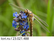 Стрекоза Симпетрум (Sympetrum flaveolum) сидит на полевом цветке голубого цвета. Стоковое фото, фотограф Игорь Низов / Фотобанк Лори