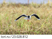 Малая чайка (Larus minutus) весной на Ямале. Птица в полете. Стоковое фото, фотограф Григорий Писоцкий / Фотобанк Лори