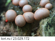 Миксомицет Lycogala epidendrum на старом пне. Стоковое фото, фотограф Александр Курлович / Фотобанк Лори
