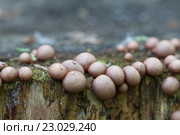 Миксомицет Lycogala epidendrum на старом пне. Стоковое фото, фотограф Александр Курлович / Фотобанк Лори