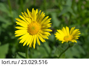 Дороникум (лат. Doronicum) крупным планом. Стоковое фото, фотограф Елена Коромыслова / Фотобанк Лори