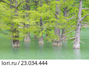 Растущие из воды стволы хвойного дерева кипариса болотного. Стоковое фото, фотограф Иванов Алексей / Фотобанк Лори