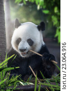 Portrait of nice panda bear eating in summer environment. Стоковое фото, фотограф Дмитрий Эрслер / Фотобанк Лори