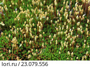 Мох кукушкин лён со спорангиями (Polytrichum commune L.) Стоковое фото, фотограф Григорий Писоцкий / Фотобанк Лори