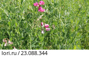 Чина клубненосная (клубеньковая) (Lathyrus tuberosus) Стоковое видео, видеограф Дудакова / Фотобанк Лори