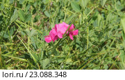 Чина клубненосная (клубеньковая) (Lathyrus tuberosus) Стоковое видео, видеограф Дудакова / Фотобанк Лори