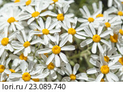 Эндемическая флора острова Гран Канария. Пижма, Tanacetum ptarmiciflorum. Стоковое фото, фотограф Tamara Kulikova / Фотобанк Лори