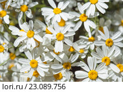 Эндемическая флора острова Гран Канария. Пижма, Tanacetum ptarmiciflorum. Стоковое фото, фотограф Tamara Kulikova / Фотобанк Лори