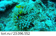 Пара рыб клоунов (Amphiprion chrysopterus) в анемоне. Стоковое видео, видеограф Некрасов Андрей / Фотобанк Лори
