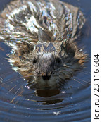 Ондатра, или мускусная крыса (лат. Ondatra zibethicus). Любопытный зверёк крупным планом, Ямало-Ненецкий автономный округ. Стоковое фото, фотограф Григорий Писоцкий / Фотобанк Лори